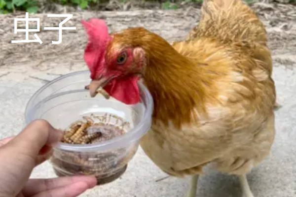 如何区分鸡公母，可通过外形和换羽速度而定