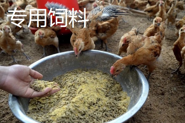 如何区分鸡公母，可通过外形和换羽速度而定