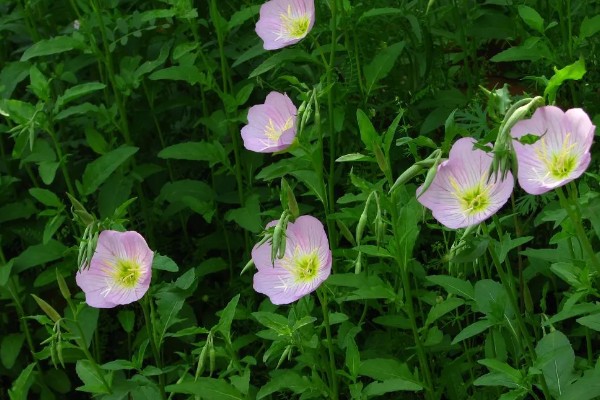 月见草的花语，寓意默默的爱、自由的心等