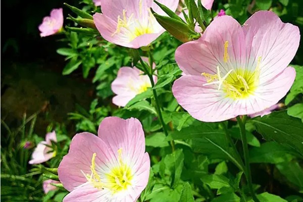 月见草的花语，寓意默默的爱、自由的心等