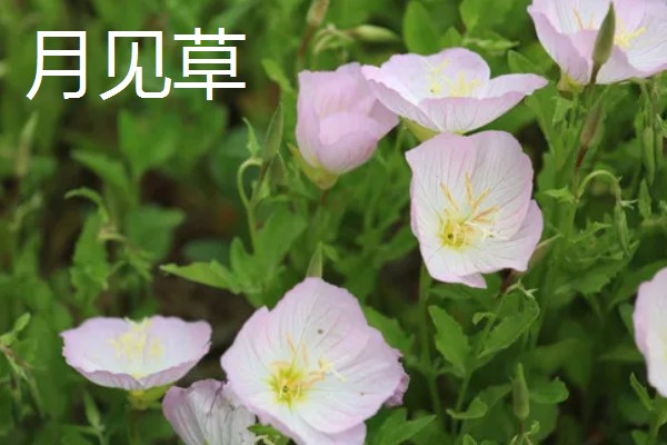 月见草的花语，寓意默默的爱、自由的心等