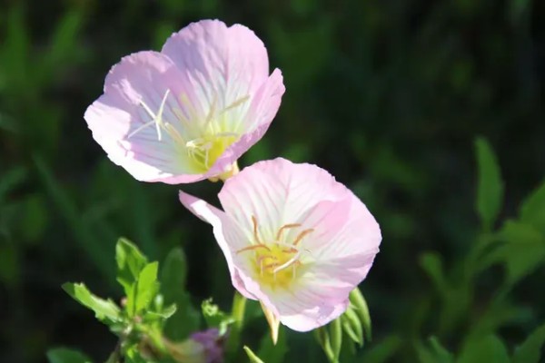 月见草的花语，寓意默默的爱、自由的心等