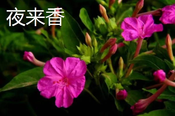 月见草的花语，寓意默默的爱、自由的心等