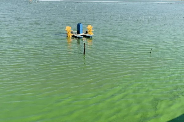 养虾的调水方法，要控制肥水程度