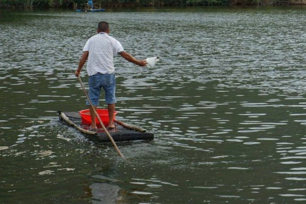 养虾的调水方法，要控制肥水程度