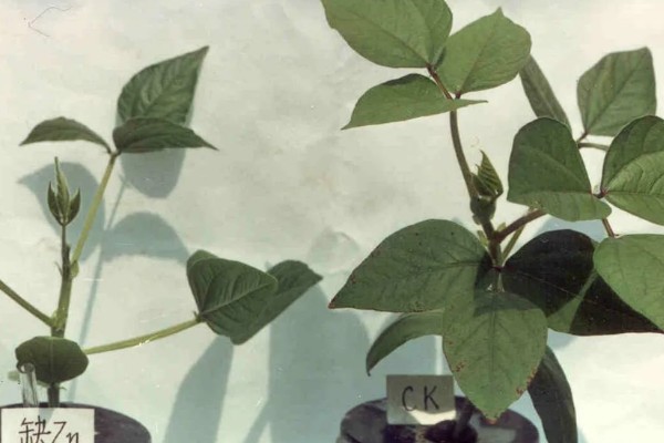 植物磷肥过量的叶片特征，容易引起叶片变黄