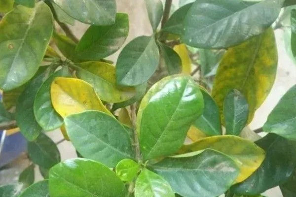 植物磷肥过量的叶片特征，容易引起叶片变黄