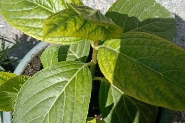 植物磷肥过量的叶片特征，容易引起叶片变黄