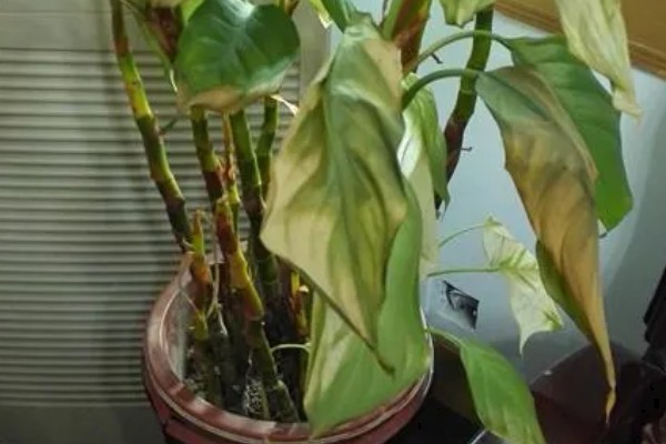 植物磷肥过量的叶片特征，容易引起叶片变黄