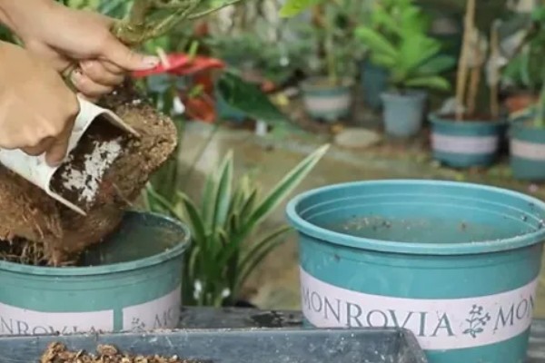 植物磷肥过量的叶片特征，容易引起叶片变黄