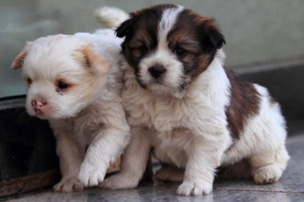 小狗半夜不睡觉的原因,可能是饥饿所致