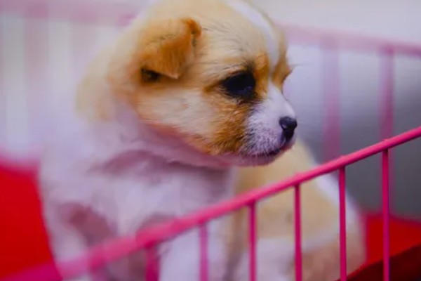 小狗半夜不睡觉的原因,可能是饥饿所致