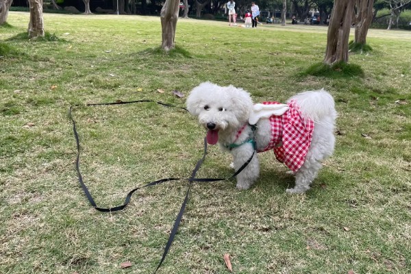 小狗半夜不睡觉的原因,可能是饥饿所致