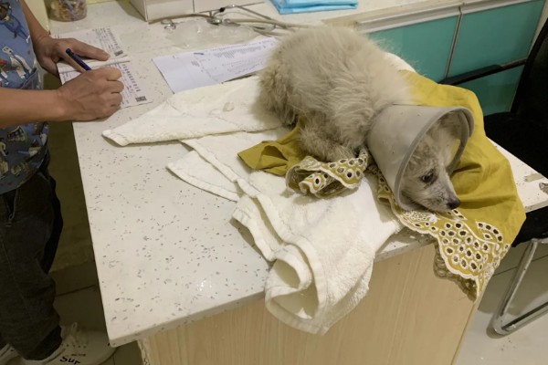 小狗半夜不睡觉的原因,可能是饥饿所致