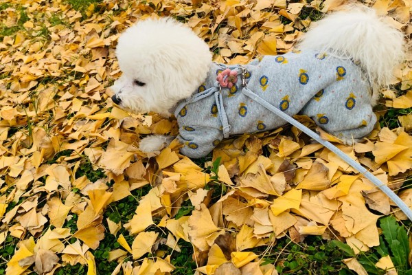 小狗半夜不睡觉的原因,可能是饥饿所致