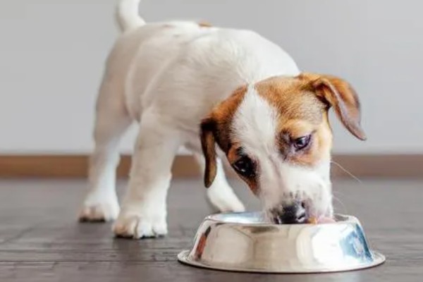 小狗半夜不睡觉的原因,可能是饥饿所致