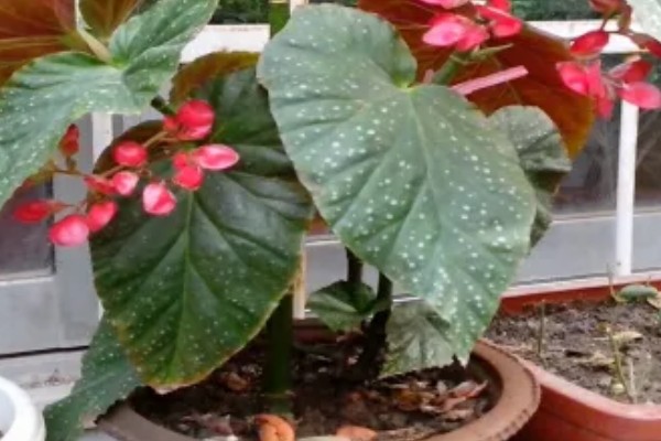 秋海棠有没有毒,秋海棠无毒