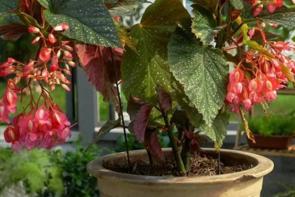 秋海棠有没有毒,秋海棠无毒