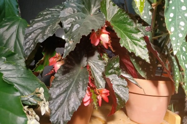 秋海棠有没有毒,秋海棠无毒