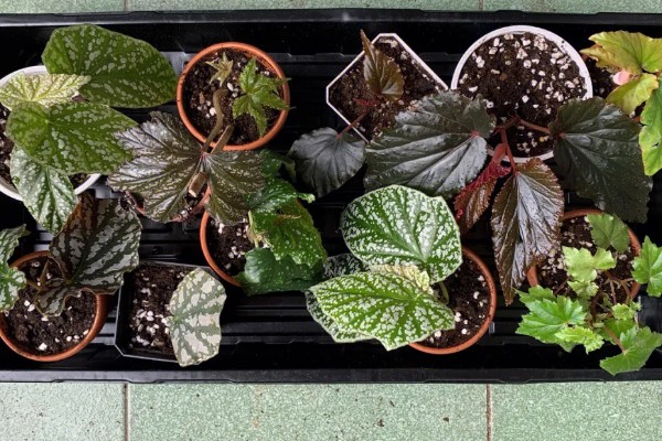 秋海棠有没有毒,秋海棠无毒