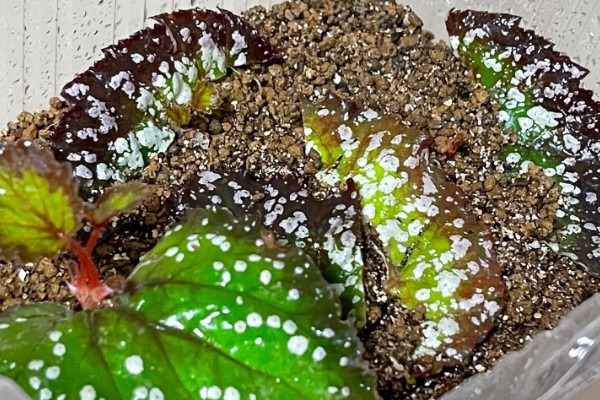 秋海棠有没有毒,秋海棠无毒