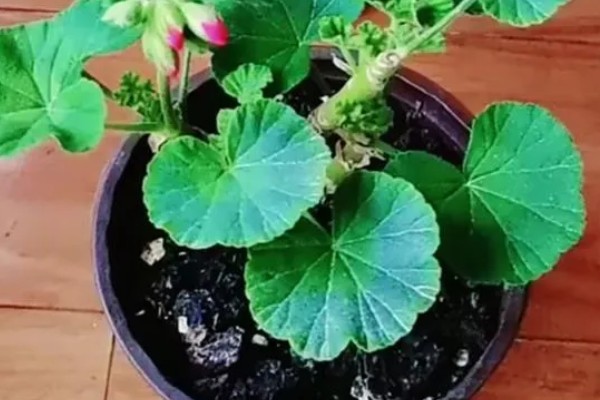 秋天怎么养天竺葵,每天接受光照不少于4个小时