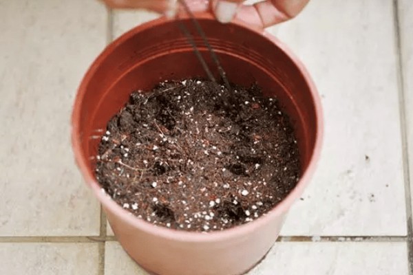 夏季怎么养殖天堂鸟,预防高温每天浇一次水