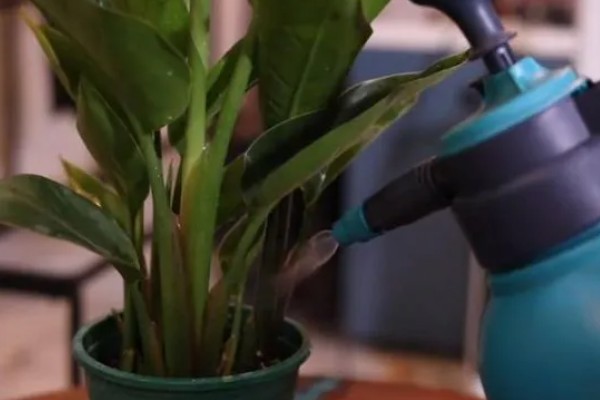 夏季怎么养殖天堂鸟,预防高温每天浇一次水