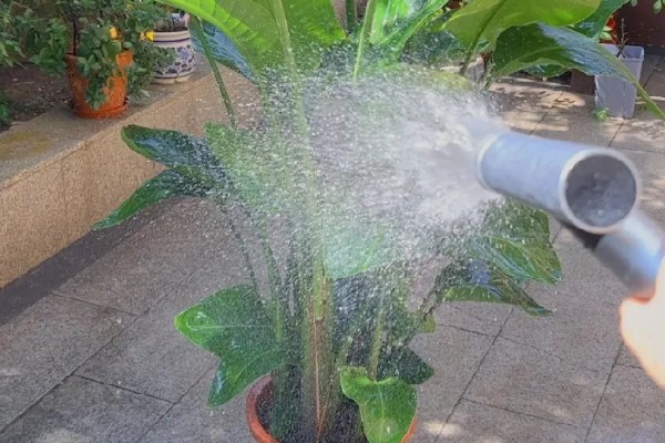 夏季怎么养殖天堂鸟,预防高温每天浇一次水