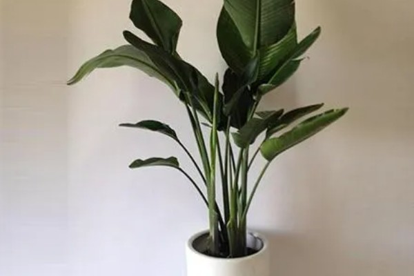 夏季怎么养殖天堂鸟,预防高温每天浇一次水