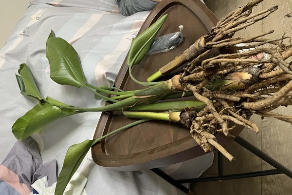 夏季怎么养殖天堂鸟,预防高温每天浇一次水