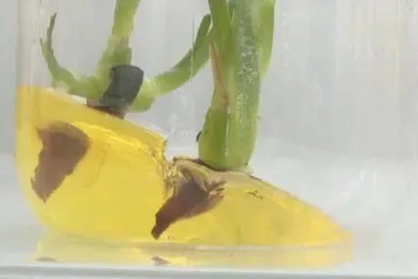 夏季怎么养殖天堂鸟,预防高温每天浇一次水