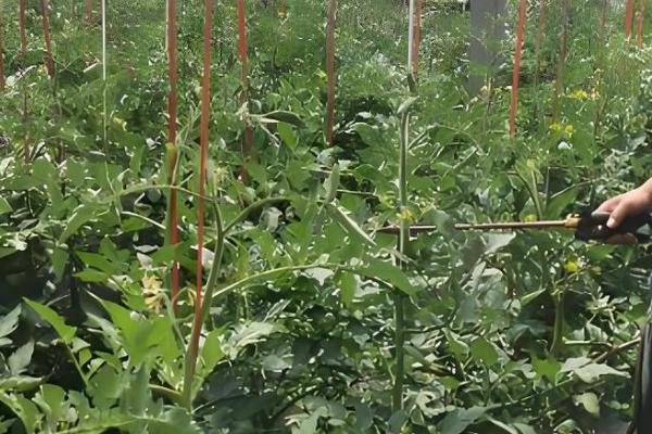 如何利用蔬菜配制新农药,不同作物配制的方法不同