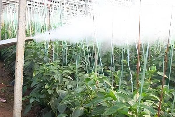 如何利用蔬菜配制新农药,不同作物配制的方法不同