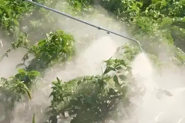 如何利用蔬菜配制新农药,不同作物配制的方法不同