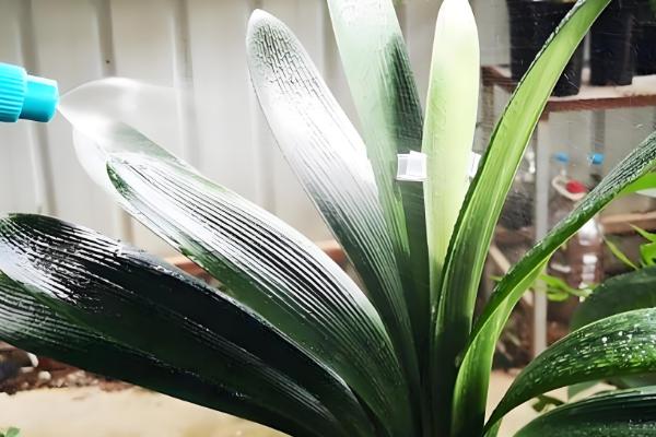 啤酒浇君子兰几天一次,15天左右浇一次