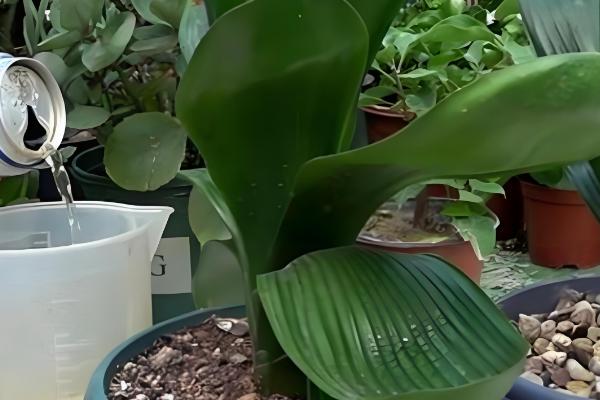 啤酒浇君子兰几天一次,15天左右浇一次