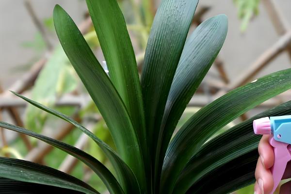 啤酒浇君子兰几天一次,15天左右浇一次