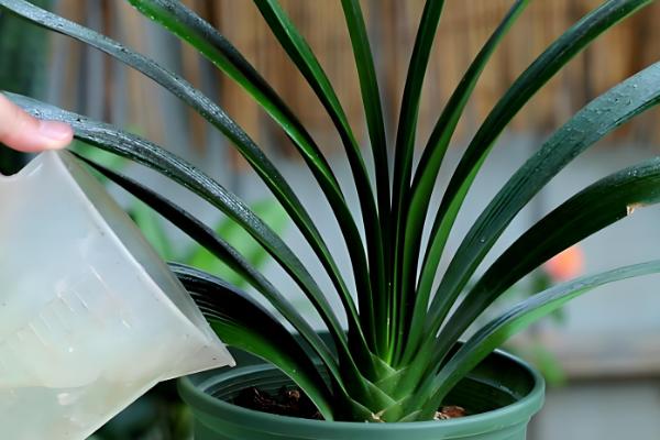 啤酒浇君子兰几天一次,15天左右浇一次