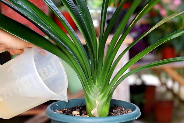 啤酒浇君子兰几天一次,15天左右浇一次