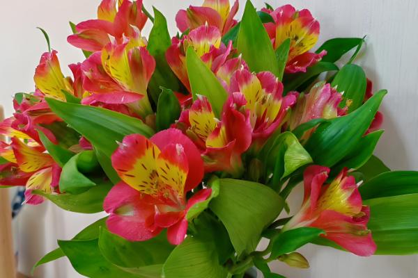 怎么水养水仙百合，需要对花枝进行修剪