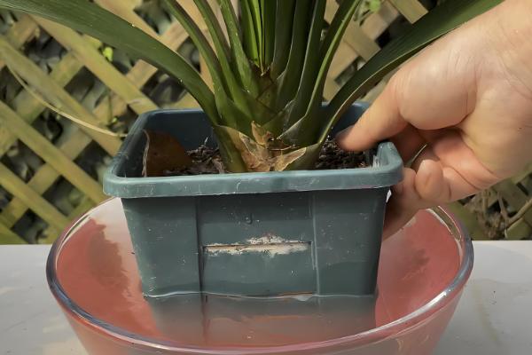 啤酒浇君子兰几天一次,15天左右浇一次