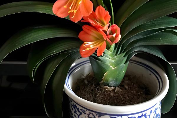 啤酒浇君子兰几天一次,15天左右浇一次