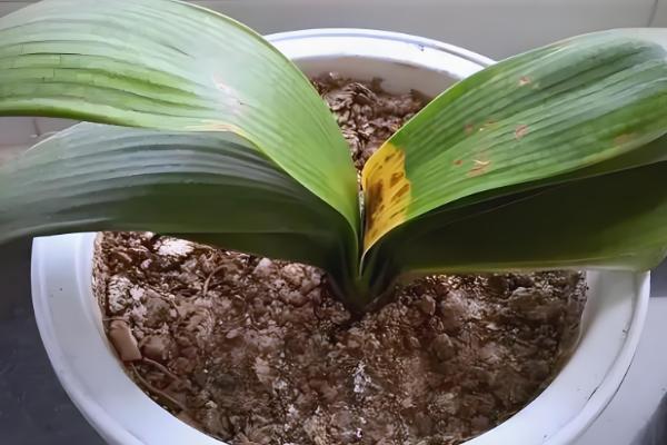 啤酒浇君子兰几天一次,15天左右浇一次