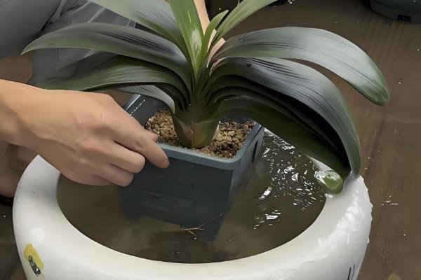 啤酒浇君子兰几天一次,15天左右浇一次