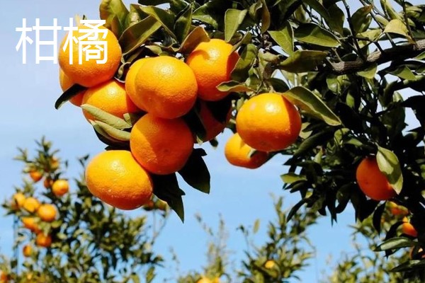 冬天多吃什么水果，推荐柑橘、甘蔗等