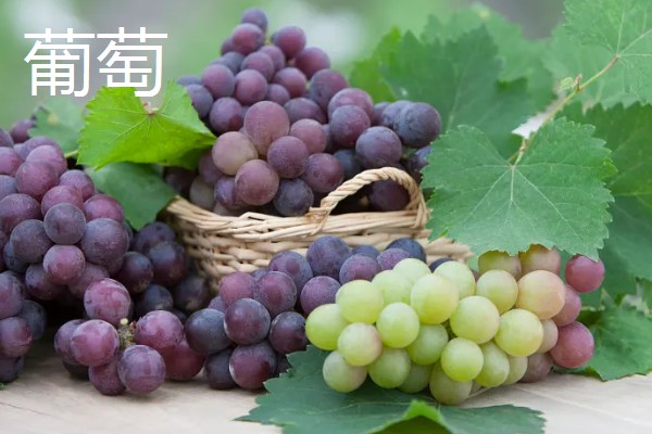 冬天多吃什么水果，推荐柑橘、甘蔗等