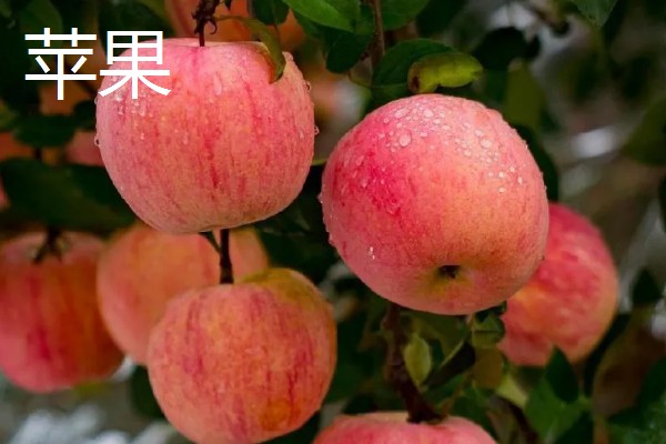 冬天多吃什么水果，推荐柑橘、甘蔗等