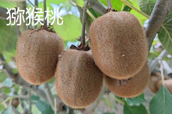 冬天多吃什么水果，推荐柑橘、甘蔗等