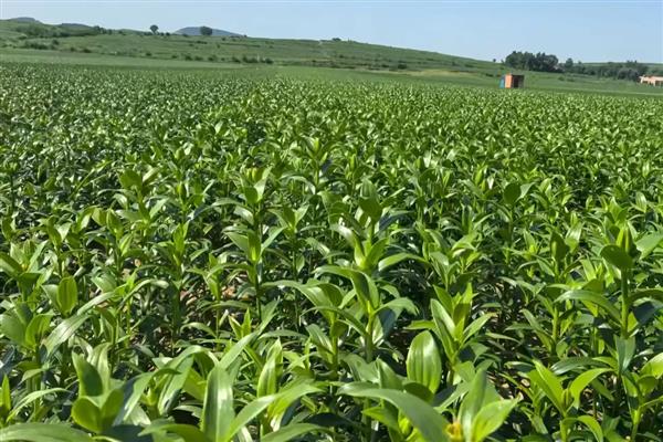 百合剪枝后会发芽吗，不对种球造成损害就能再次萌发新芽